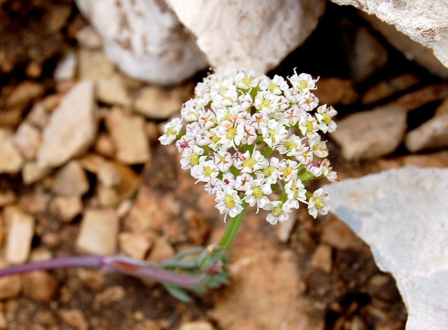 Fioriture magellensi